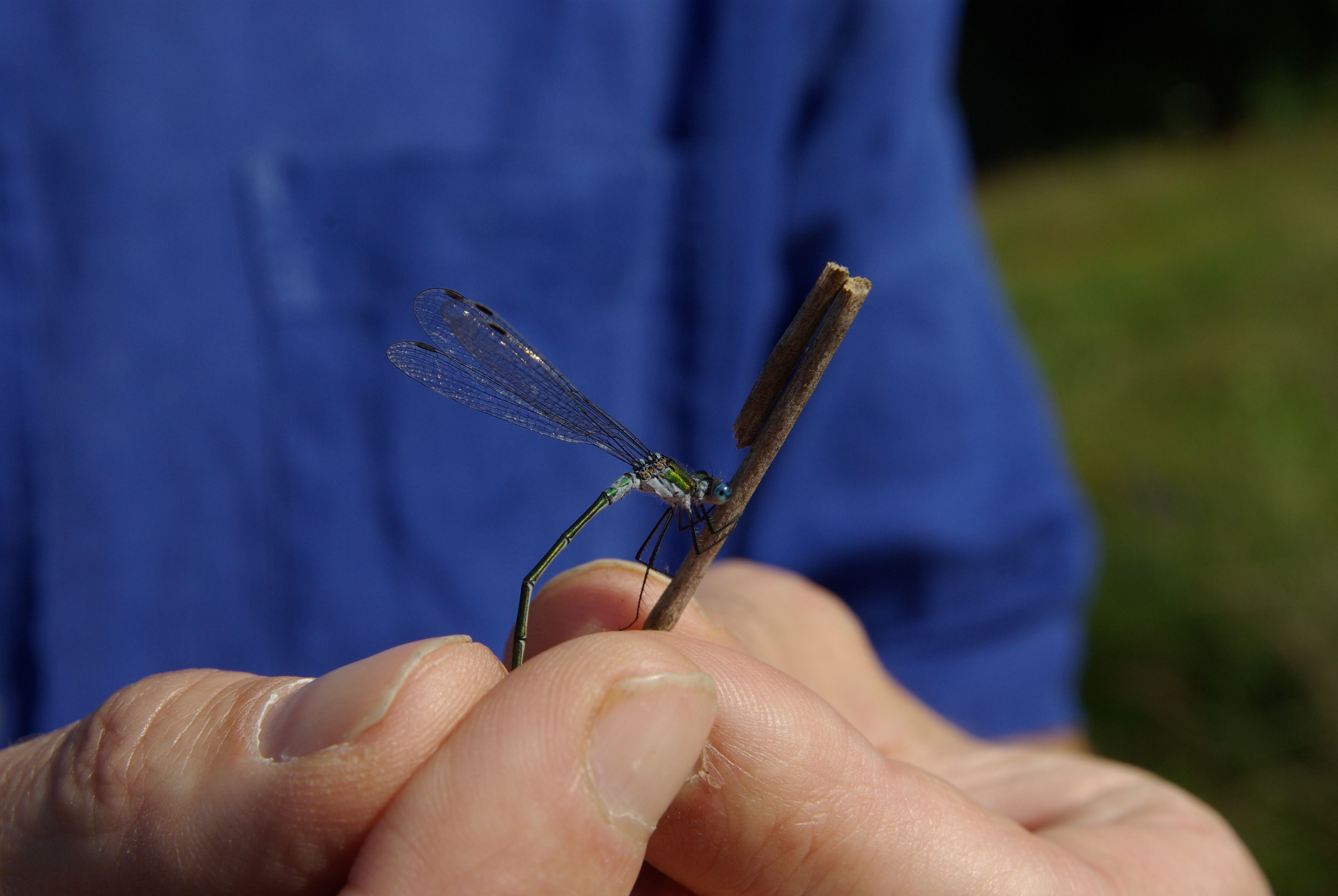 Gemeine Binsenjungfer